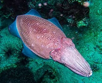 Pharaoh Cuttlefish in the Red Sea