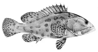 Potato Grouper in the Red Sea