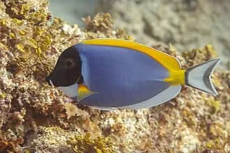 Powder Blue Surgeonfish in the Red Sea