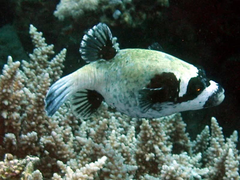 Pufferfish in the Red Sea