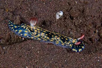 Purple Nudibranch in the Red Sea