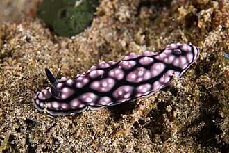 Pustulose Wart Slug in the Red Sea