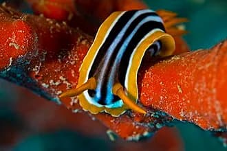Pyjama Nudibranch in the Red Sea