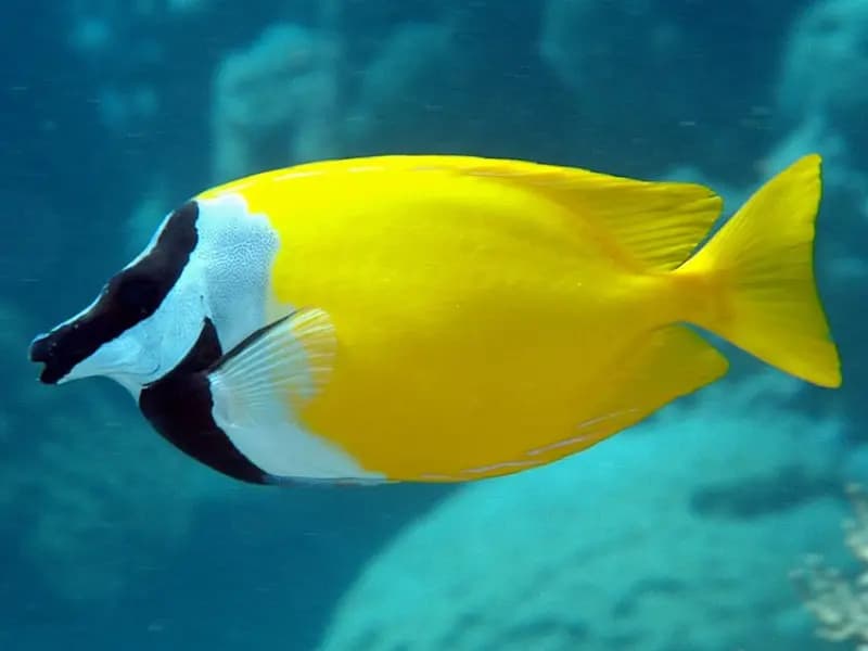 Rabbitfish in the Red Sea