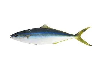 Rainbow Runner in the Red Sea