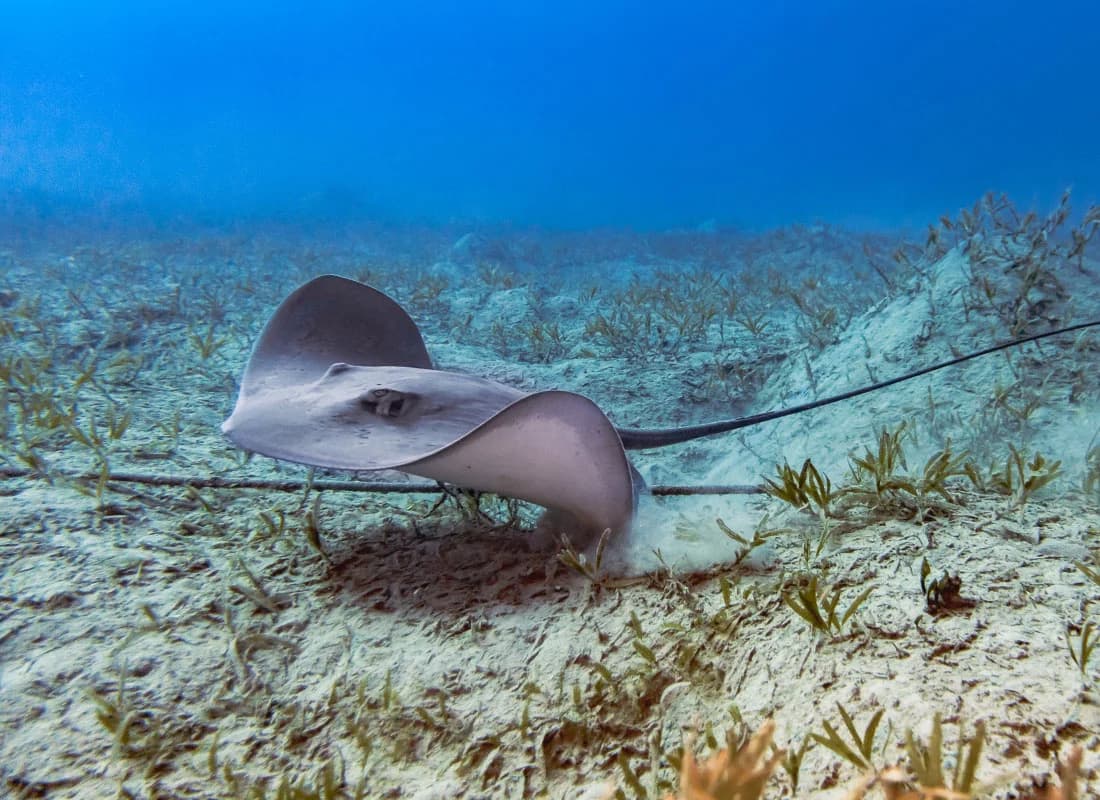 Red Sea Rays in the Red Sea
