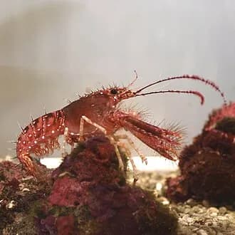 Red Reef Lobster in the Red Sea