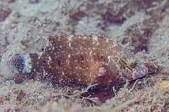 Red Sea Bandcheek Wrasse in the Red Sea