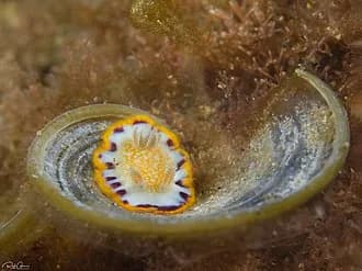 Red Sea Chromodoris in the Red Sea