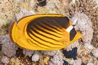 Red Sea Raccoon Butterflyfish in the Red Sea