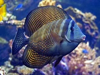 Red Sea Sailfin Tang in the Red Sea