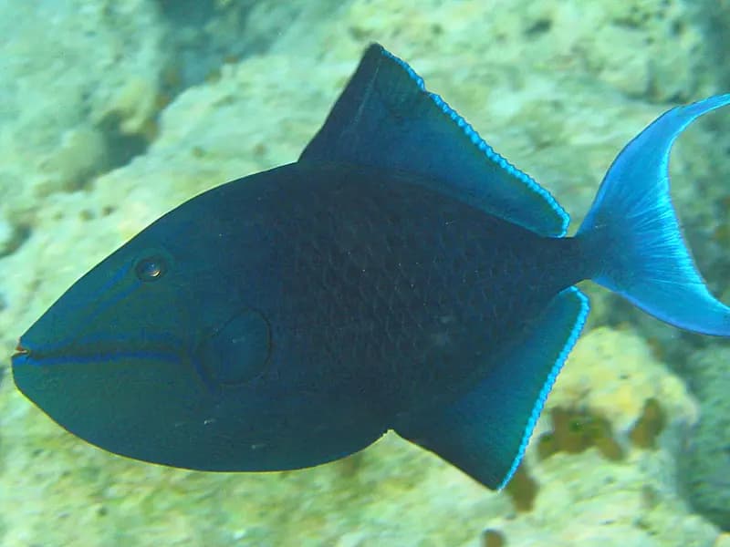 Redtooth Triggerfish in the Red Sea