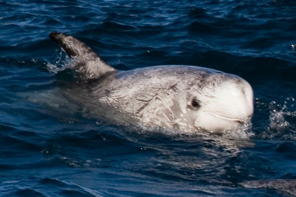 Risso's Dolphin in the Red Sea
