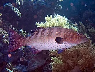 Roving Coralgrouper in the Red Sea