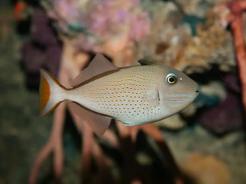 Sargassum Triggerfish in the Red Sea