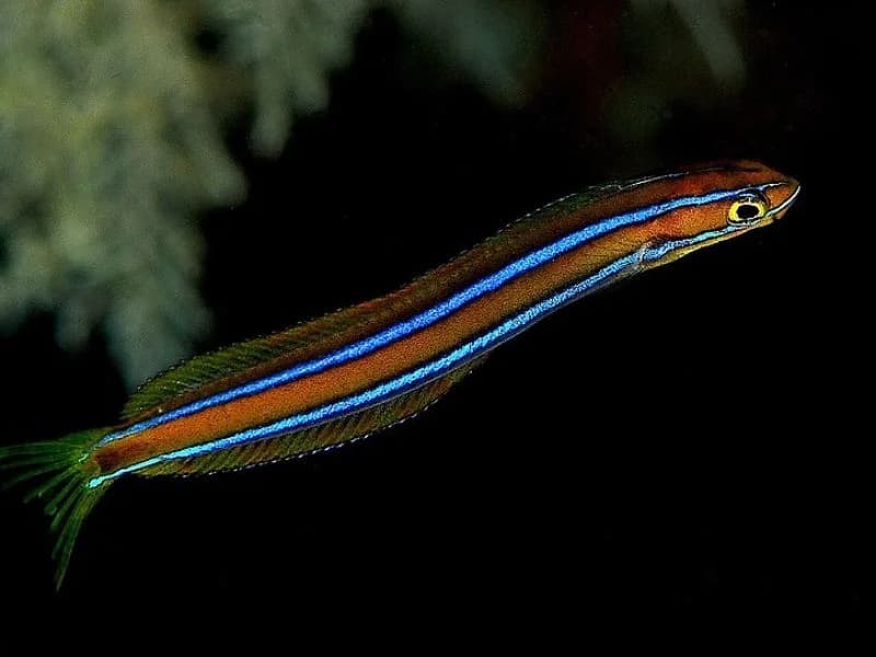 Scale-eating Sabretooth Blenny in the Red Sea