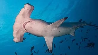 Scalloped Hammerhead Shark in the Red Sea