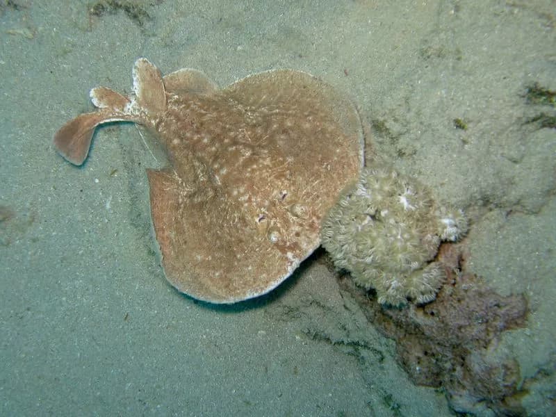 Scalloped Torpedo Ray in the Red Sea