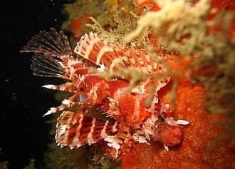 Shortfin Dwarf Lionfish in the Red Sea