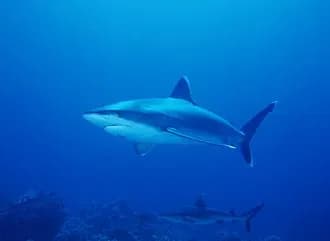 Silvertip Shark in the Red Sea