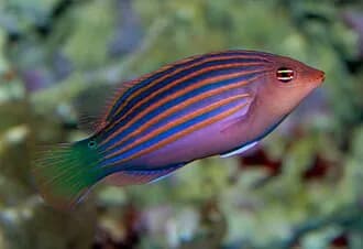 Sixstripe Wrasse in the Red Sea