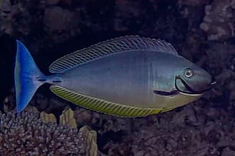 Sleek Unicornfish in the Red Sea