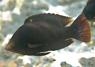 Sling-Jaw Wrasse in the Red Sea