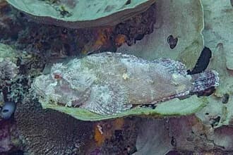 Smallscale Scorpionfish in the Red Sea