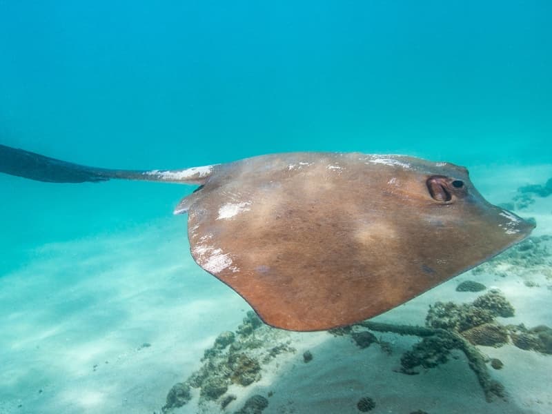 Smooth Stingray in the Red Sea