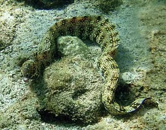 Snowflake Moray in the Red Sea