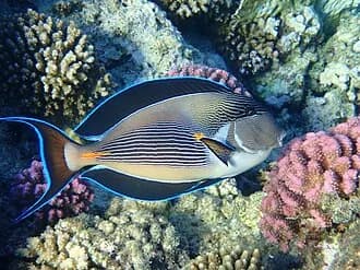 Sohal Surgeonfish in the Red Sea