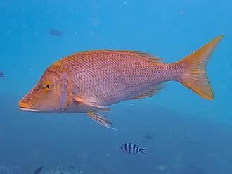 Spangled Emperor in the Red Sea