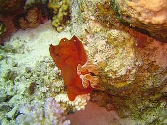 Spanish Dancer in the Red Sea