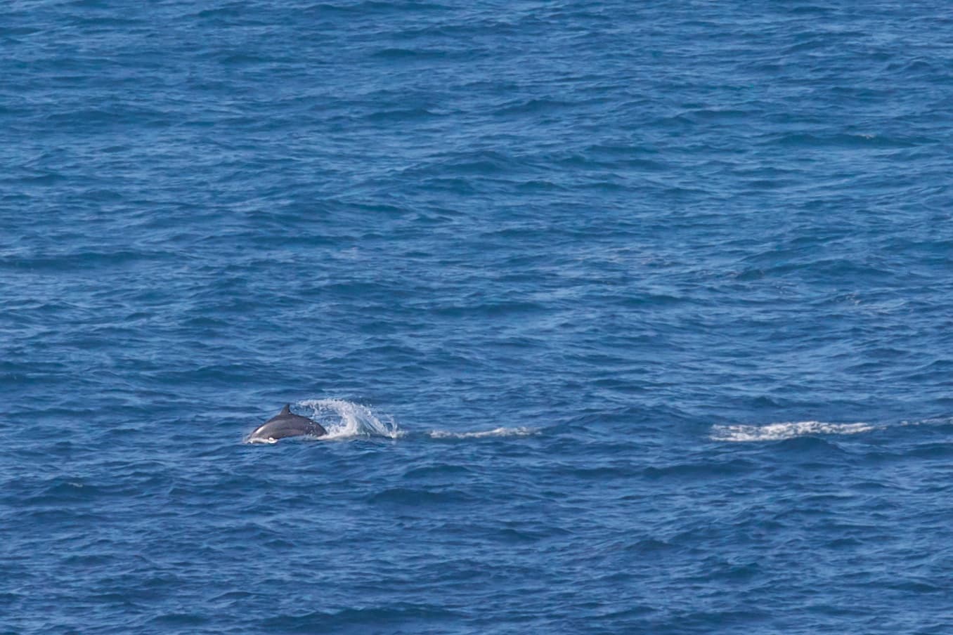 Red Sea Dolphins in the Red Sea