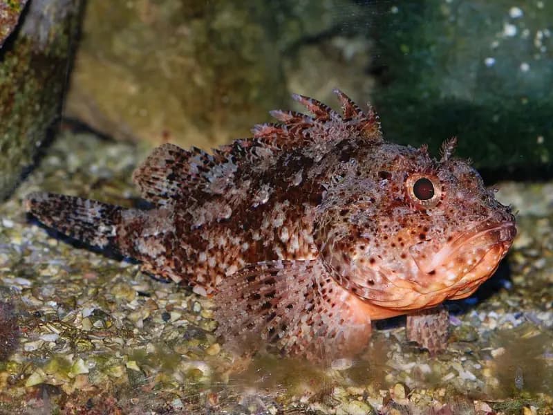 Spotted Scorpionfish in the Red Sea