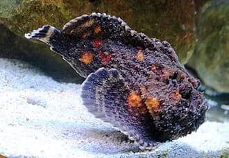 Stonefish in the Red Sea