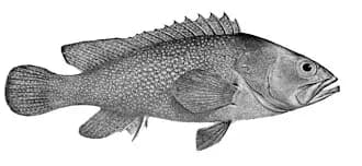Summana Grouper in the Red Sea