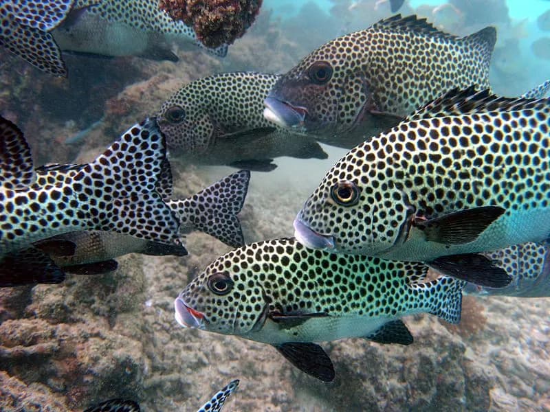 Sweetlips in the Red Sea