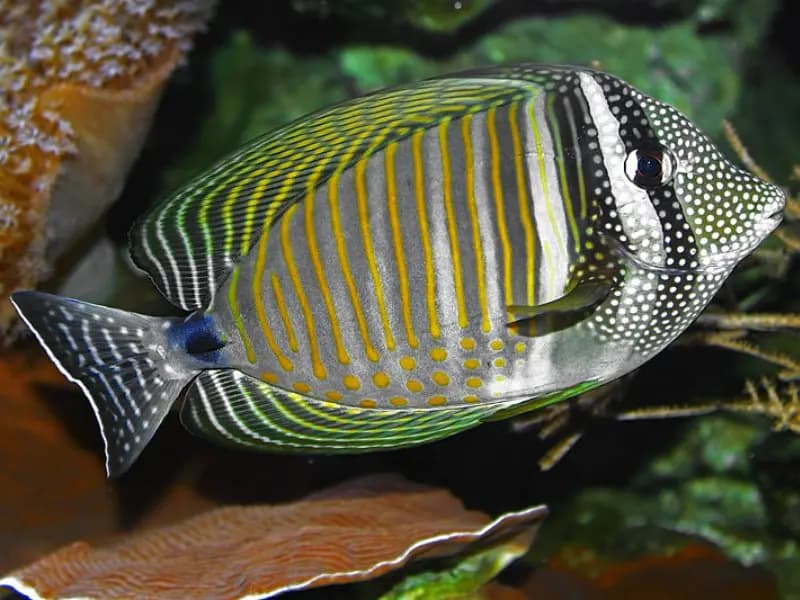 Tang in the Red Sea