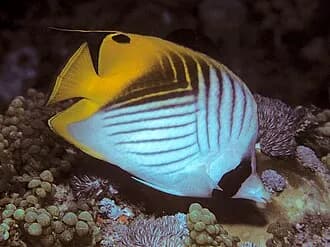 Threadfin Butterflyfish in the Red Sea