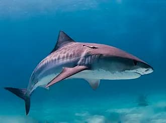 Tiger Shark in the Red Sea