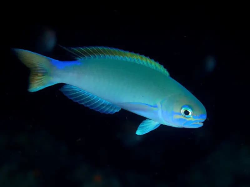Tilefish in the Red Sea
