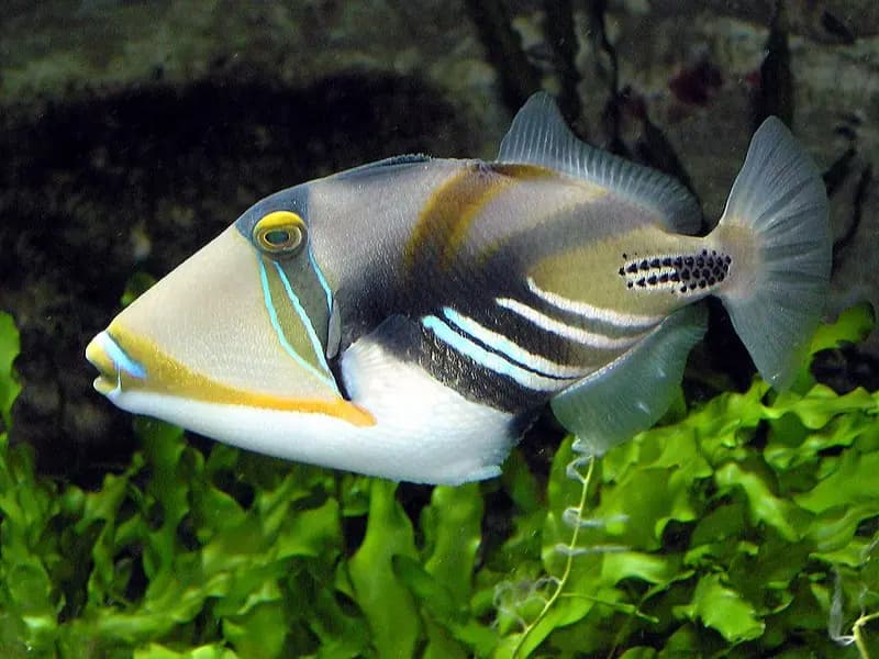 Triggerfish in the Red Sea