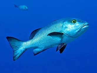 Two-Spot Red Snapper in the Red Sea