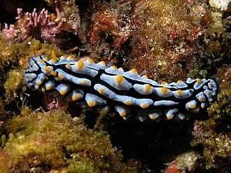 Varicose Wart Slug in the Red Sea