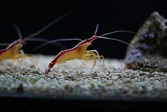 White-Banded Cleaner Shrimp in the Red Sea