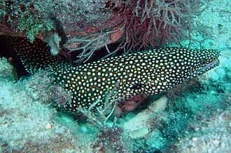 Whitemouth Moray in the Red Sea