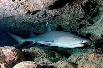 Whitetip Reef Shark in the Red Sea