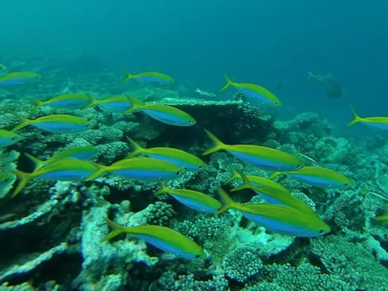 Yellow-Backed Fusilier in the Red Sea
