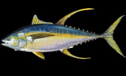 Yellowfin Tuna in the Red Sea